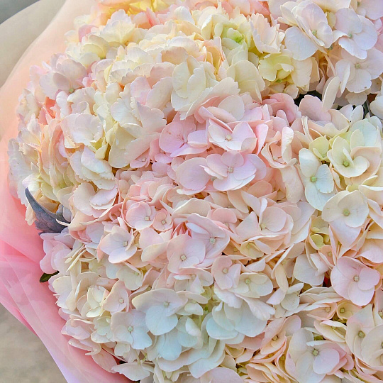Букет из розовых гортензий 'Нежность'