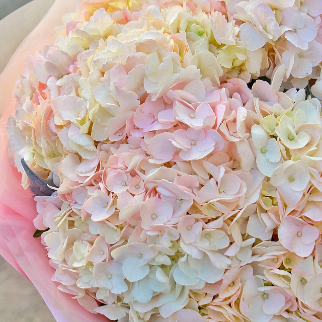 Цветы: Букет из розовых гортензий 'Нежность'