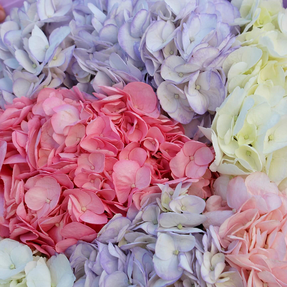 Букет из 7 гортензий микс цветов