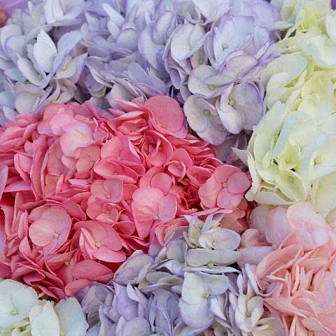 Цветы премиум-класса: Букет из 7 гортензий микс цветов