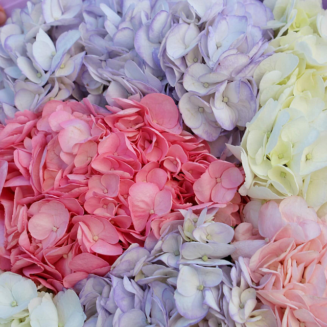 Цветы: Букет из 7 гортензий микс цветов