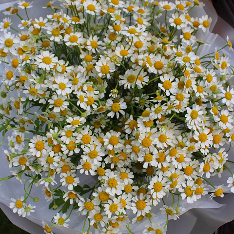 Букеты ромашек: Букет из ромашек "Нежность"