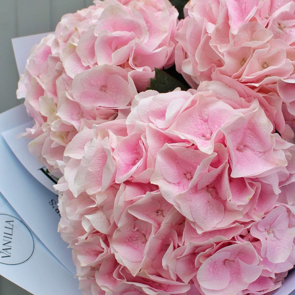 Букет из гортензии "Pink"