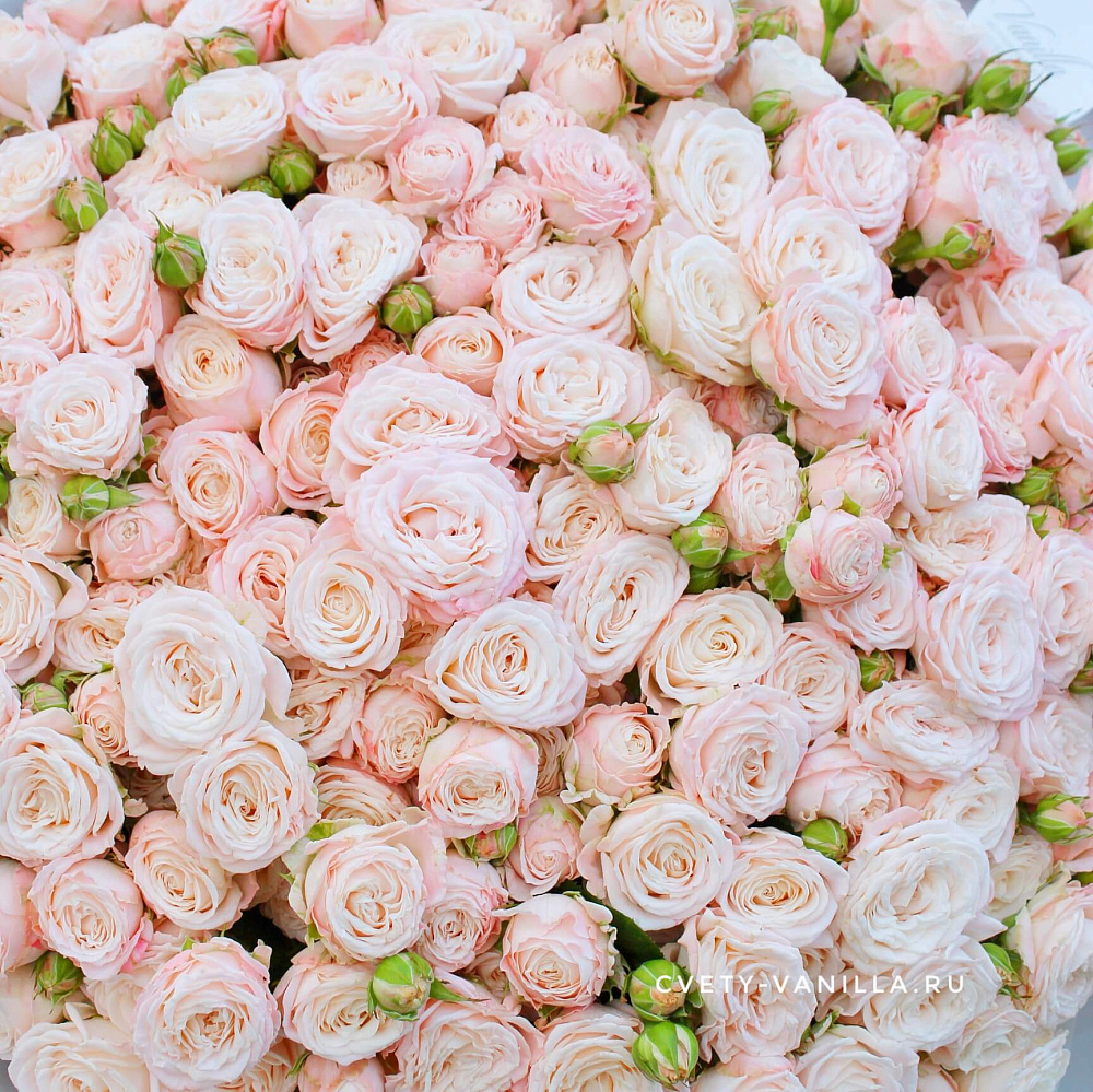 Букет из 51 кремовой пионовидной розы