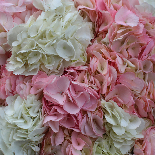Цветы на 14 февраля: Букет из 51 гортензии микс «Ванилла»