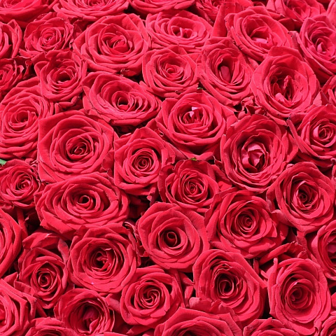 Дорогие букеты : 151 роза Рэд Наоми 60 см
