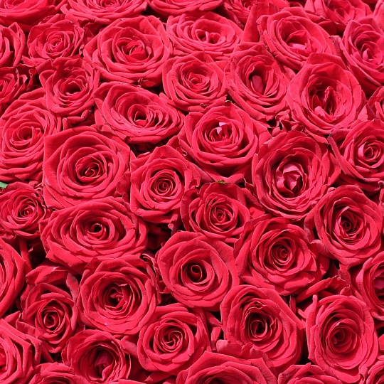 151 роза Рэд Наоми 60 см