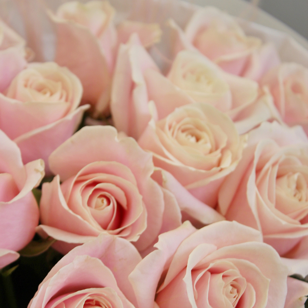 Букет из 15 нежных роз 50 см