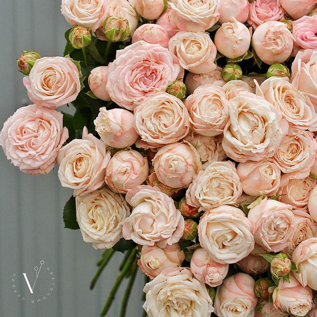 Пионовидные розы: Букет из 25 пионовидных кустовых роз