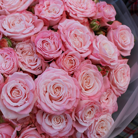 Кремовые розы: Кустовая роза Bombastic