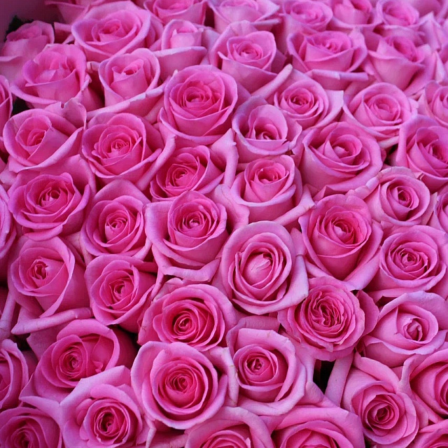 Букет из роз 60 см:  Букет из 101 розы Revival 60-см ( Россия )