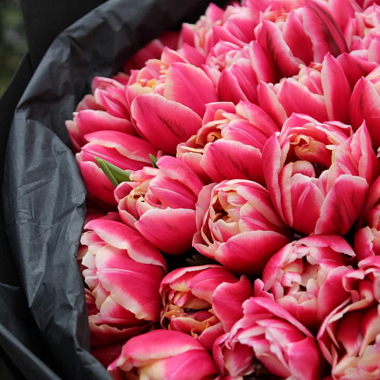 Тюльпаны: Букет из 101 тюльпана Коламбус