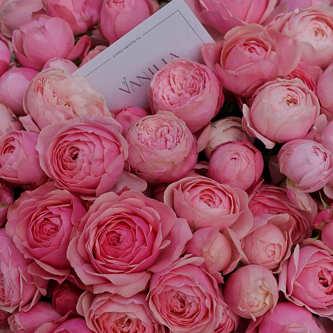 Розовые розы: Букет из пионовидной розы Silva Pink