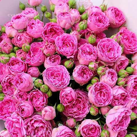 19 роз: Букет из 19 веток кустовой розы Мисти Бабблс