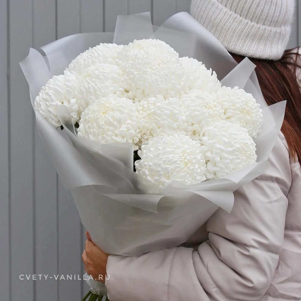 Картинки белые хризантемы (22 фото)