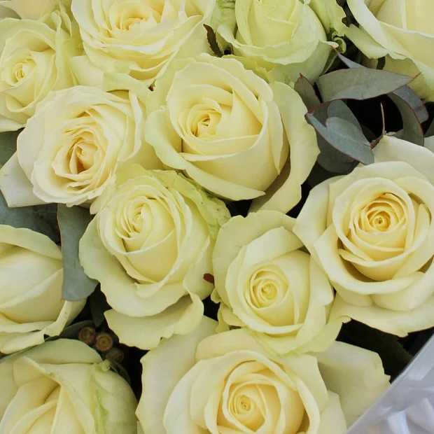 29 белых роз с эвкалиптом