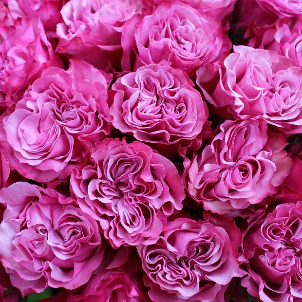 Букет из 25 роз Кантри Блюз