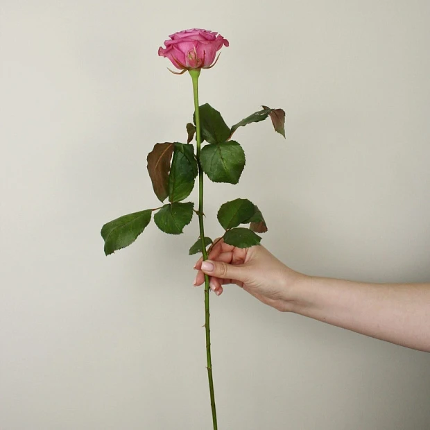 Роза Maritim 60 см