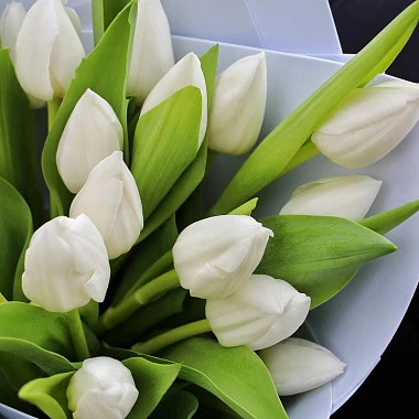 Букет из 19 белых тюльпанов в нежном оформлении