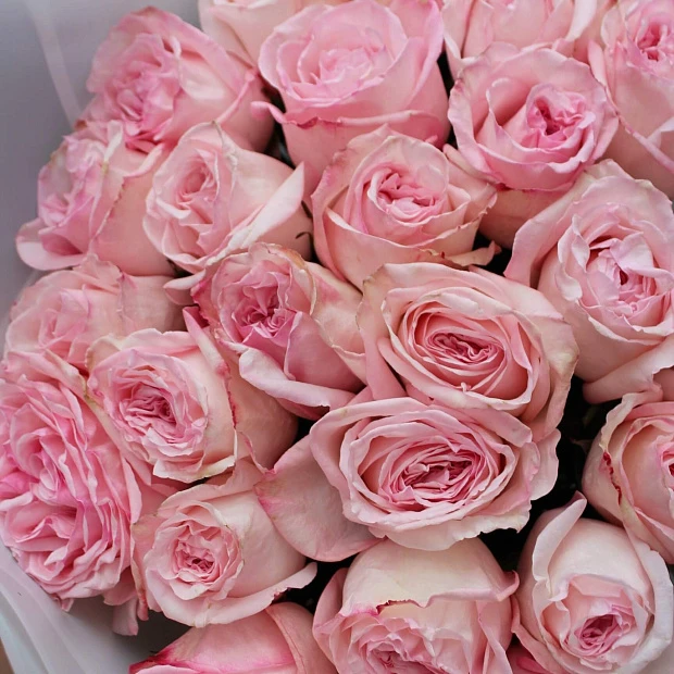 Букет из 25 ароматных розовых роз