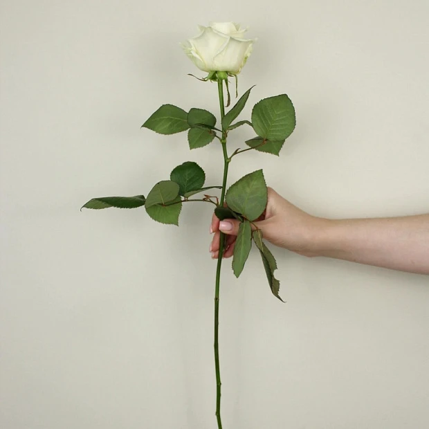 Роза белая Avalanche 60 см