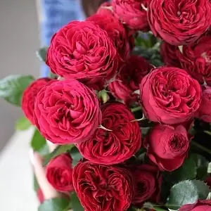 Букет пионовидных роз "Марун"