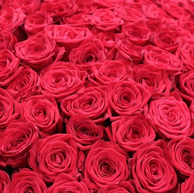 Букет из 101  розы Рэд Наоми 70 см
