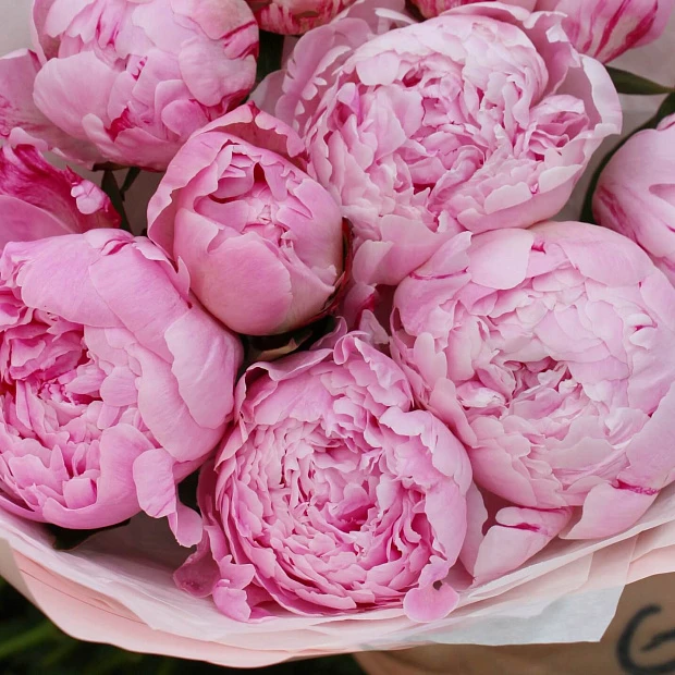 Букет из 9 розовых пионов Сара Бернар