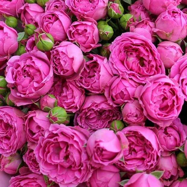 25 кустовых пионовидных роз 50 см
