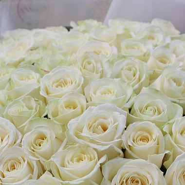 77 белых роз Аваланж 60 см