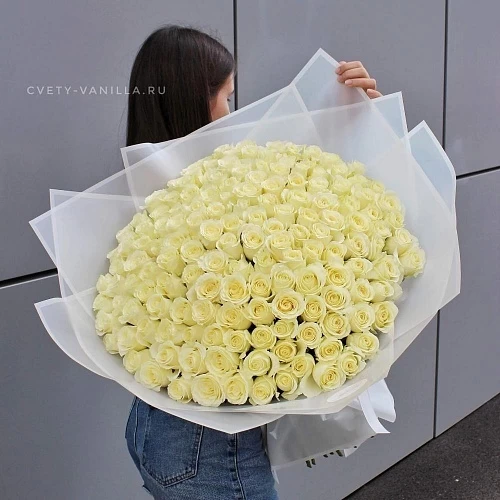 151 белая роза Аваланж (Avalanche) - 60 см