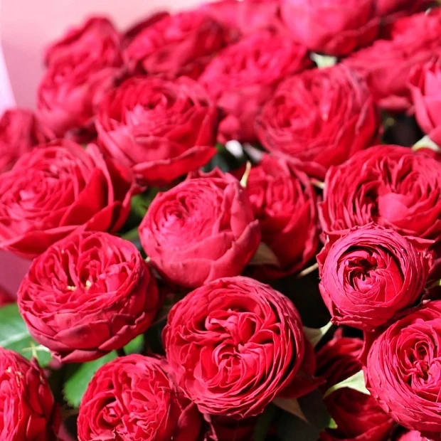 Букет пионовидной розы Марун "Red" 50 см