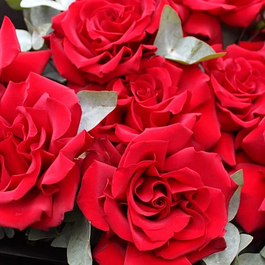 9 импортных роз с эвкалиптом