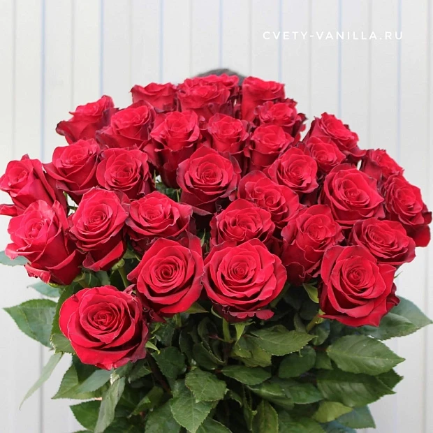 31 голландская красная роза 70 см