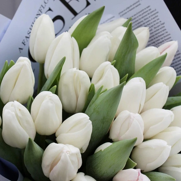 33 белых тюльпана в газетном оформлении