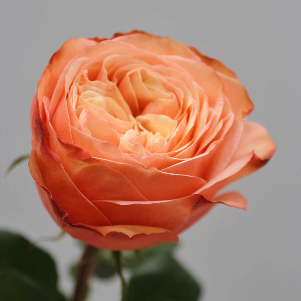 Роза чайно-гибридная Kahala (Кахала)
