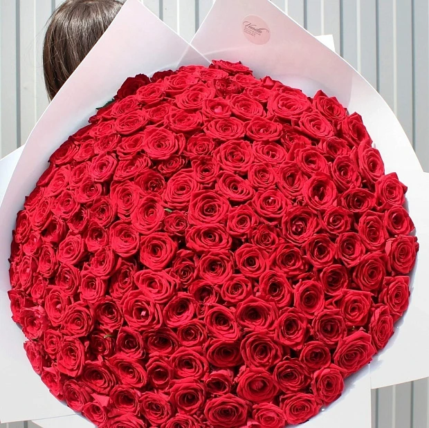 151 роза Рэд Наоми 60 см